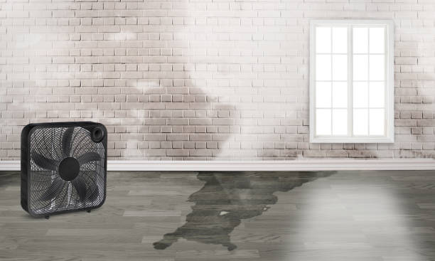 Best Water damage cleanup near me  in Hayfield, VA