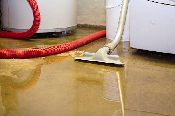 Best Mold removal after water damage  in Hayfield, VA